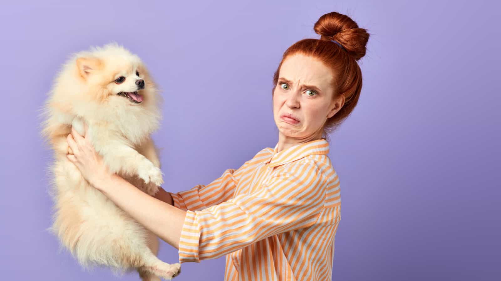 dog, small dog, Pomeranian