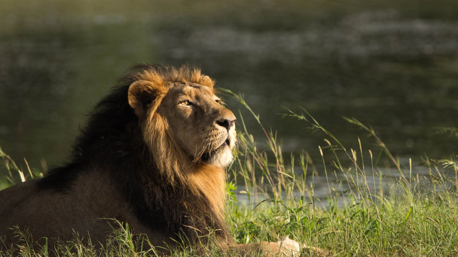 Asiatic Lion 
