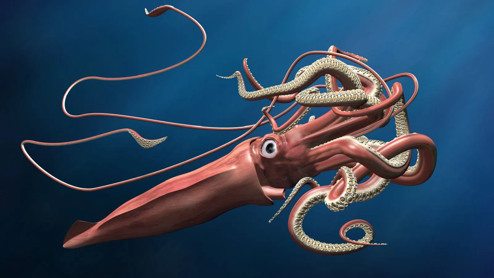Fascinating giant squids