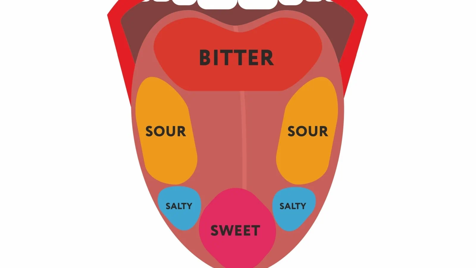 Parts of the tongue